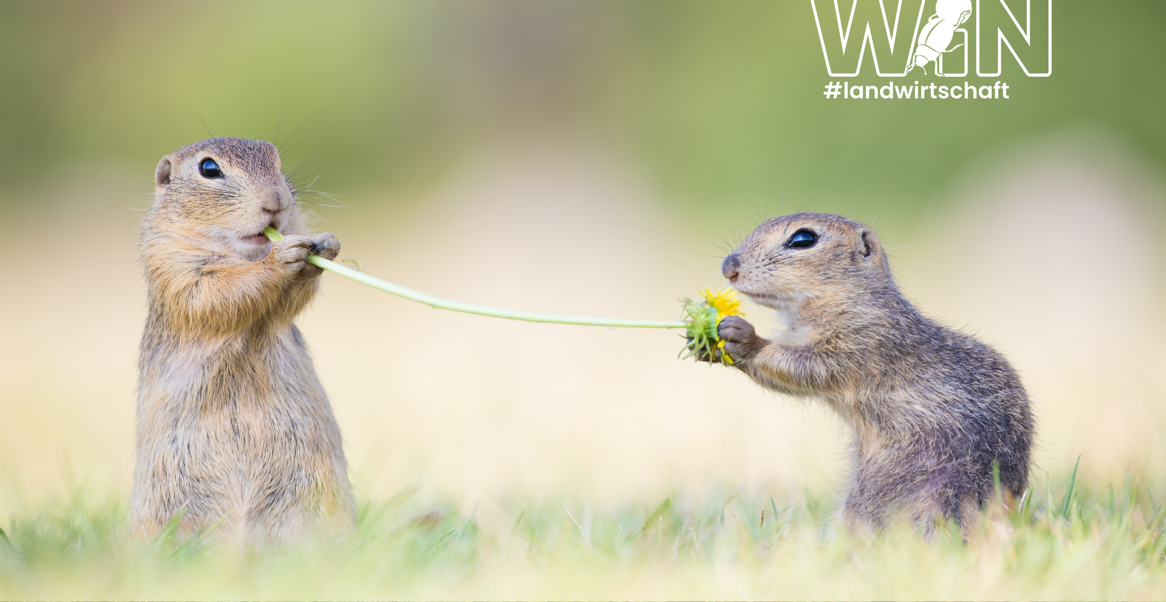 Zwei Ziesel halten ein Löwenzahn 