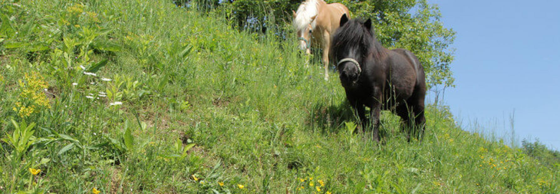 Ponys auf der Wiese