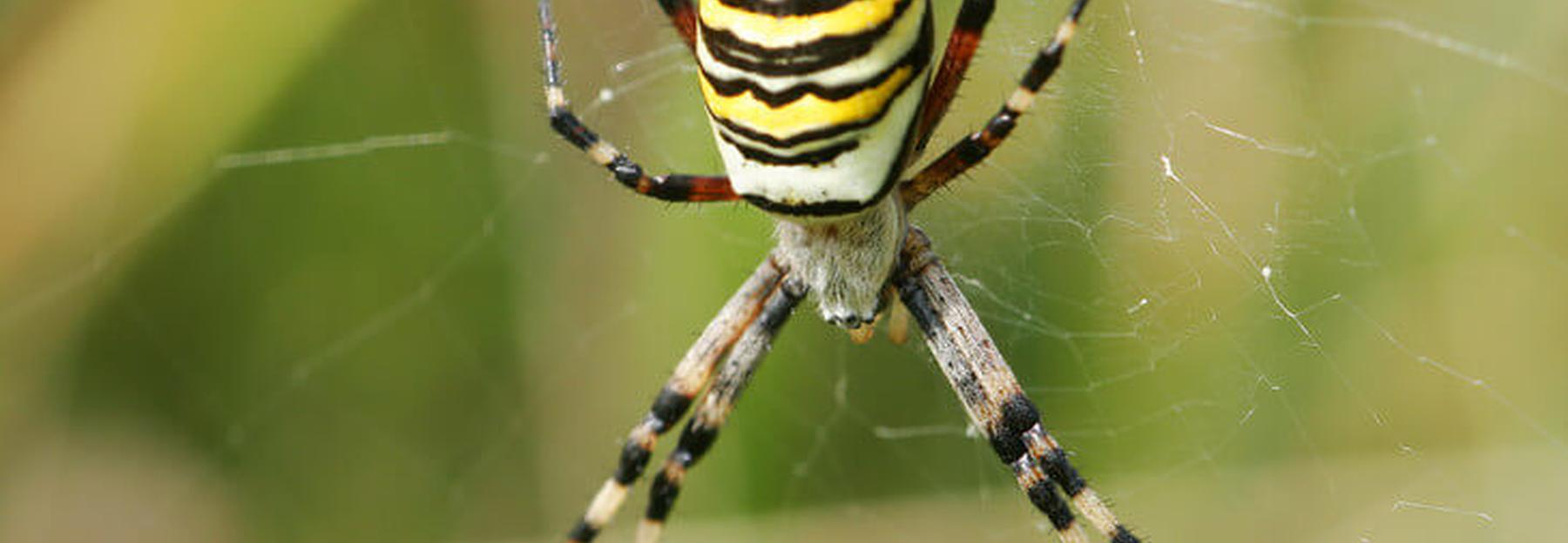 Wespenspinne Bluhendes Osterreich