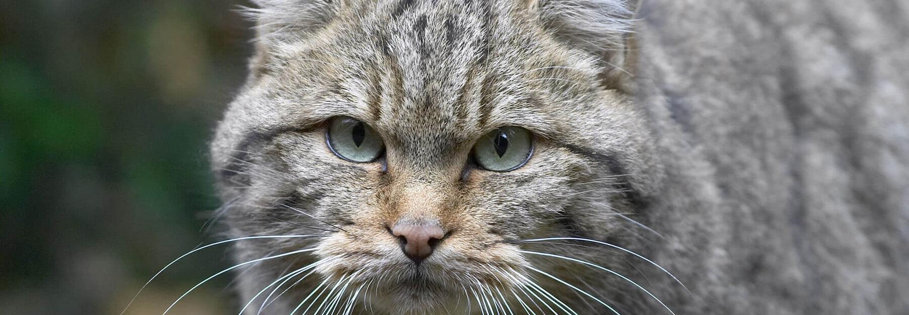 Wildkatze