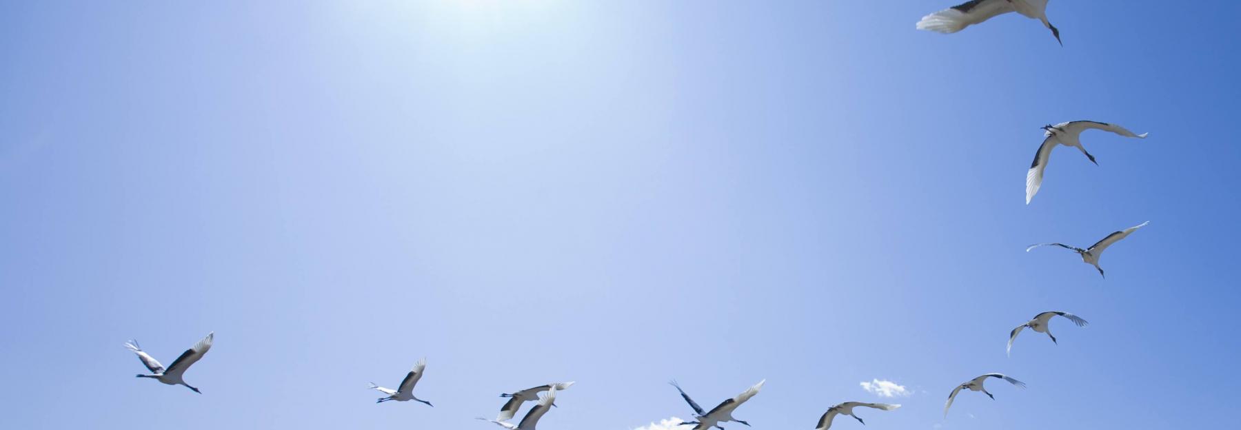 Osterreich Welche Vogel Sind Denn Da Bluhendes Osterreich