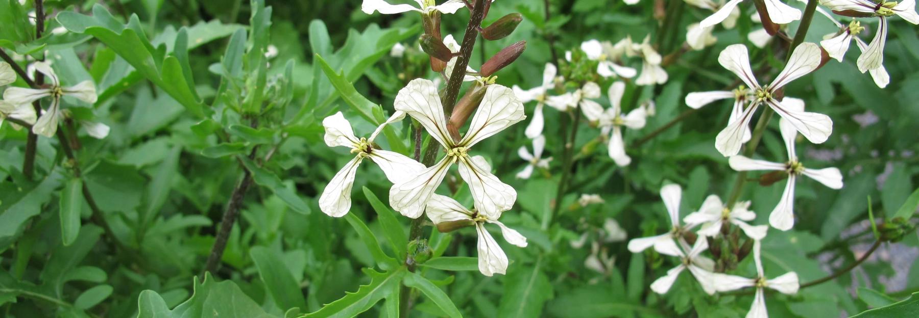 Rucola, blühend