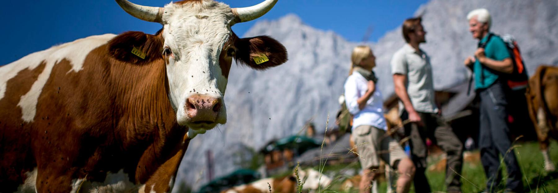 Kuh auf der Alm