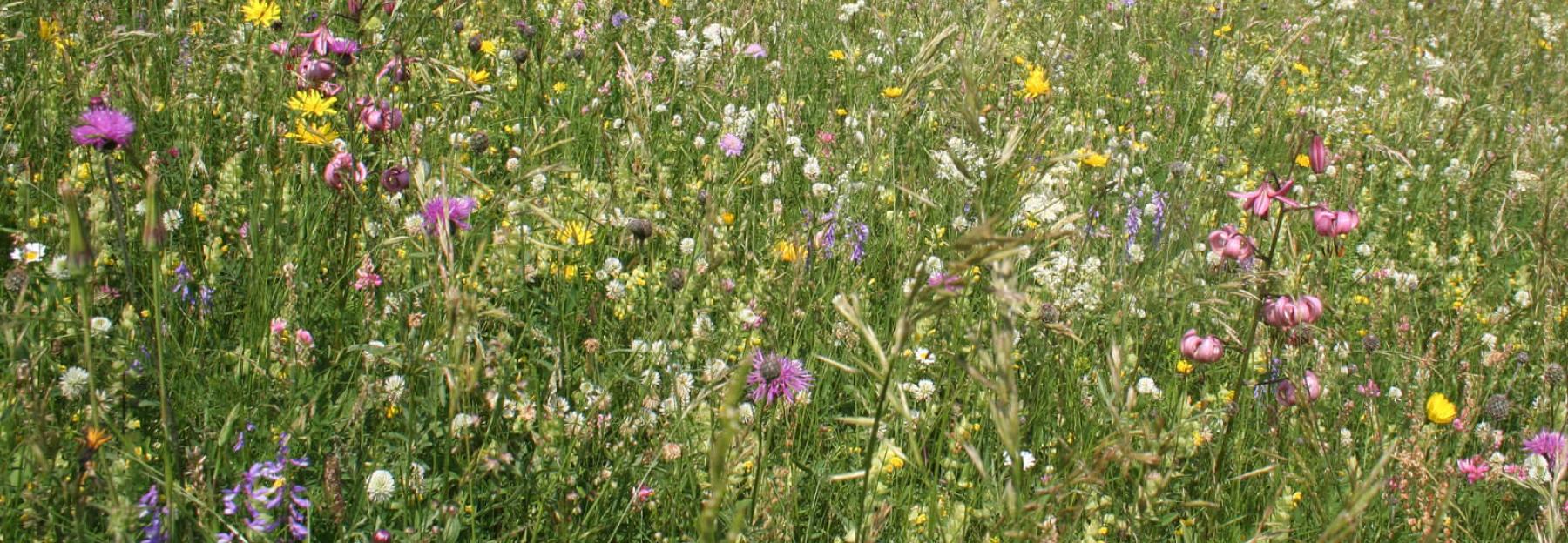 Magerwiese Blumenwiese