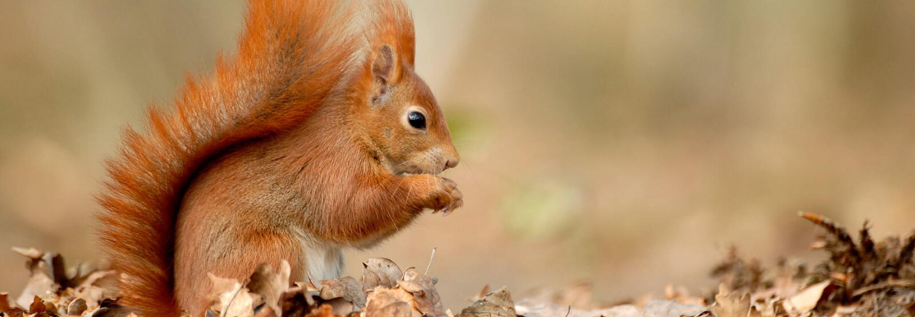 Tier Des Monats Europaisches Eichhornchen Bluhendes Osterreich