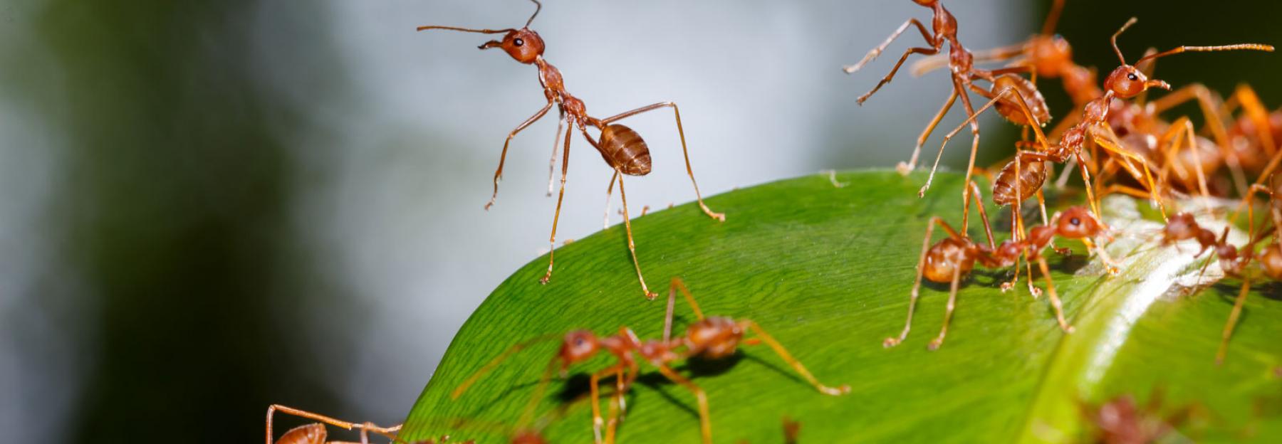 Einer Fur Alle Die Faszinierende Schwarmintelligenz Der Ameisen Bluhendes Osterreich