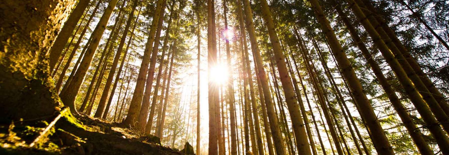 Holz Natur schützen mit Lanius