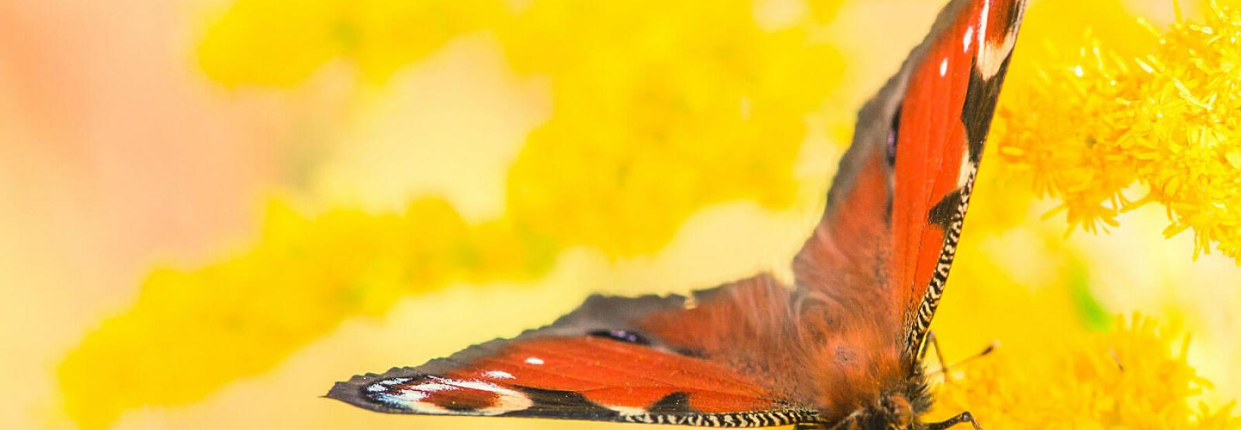 Schmetterlinge bestimmen: Tagpfauenauge