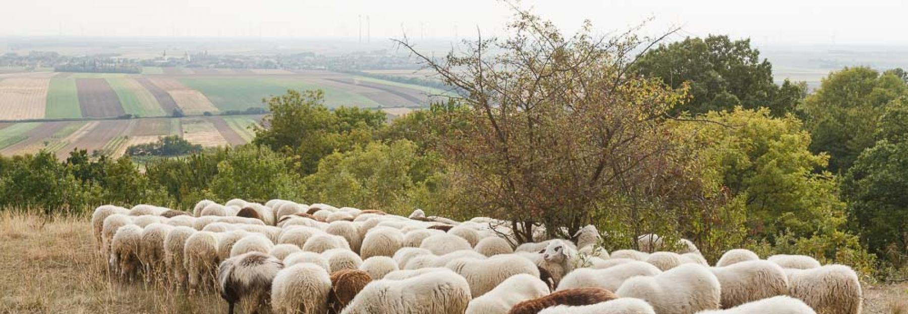 Schafe auf einem Hügel_Zillner