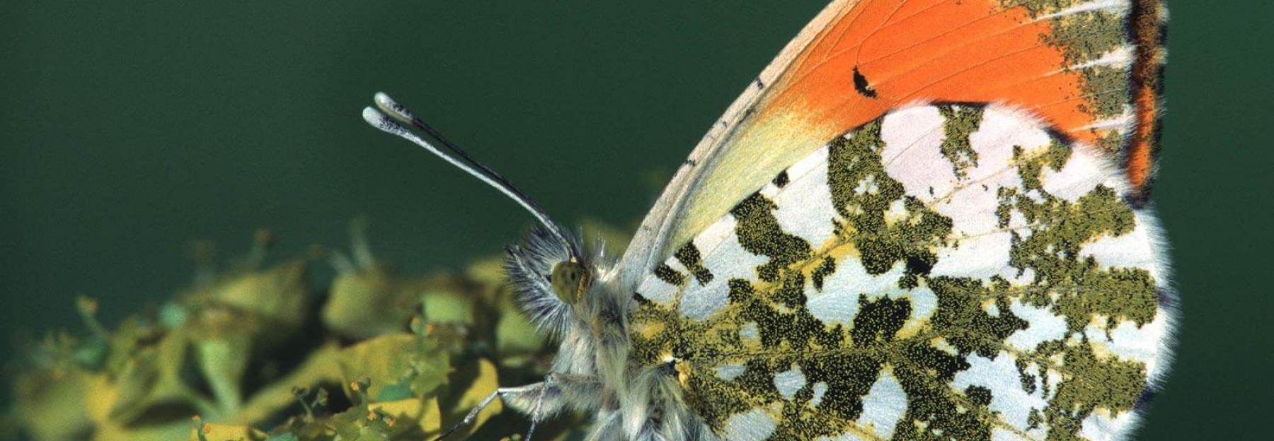 Schmetterlinge im Fruehling - der Aurorafalter