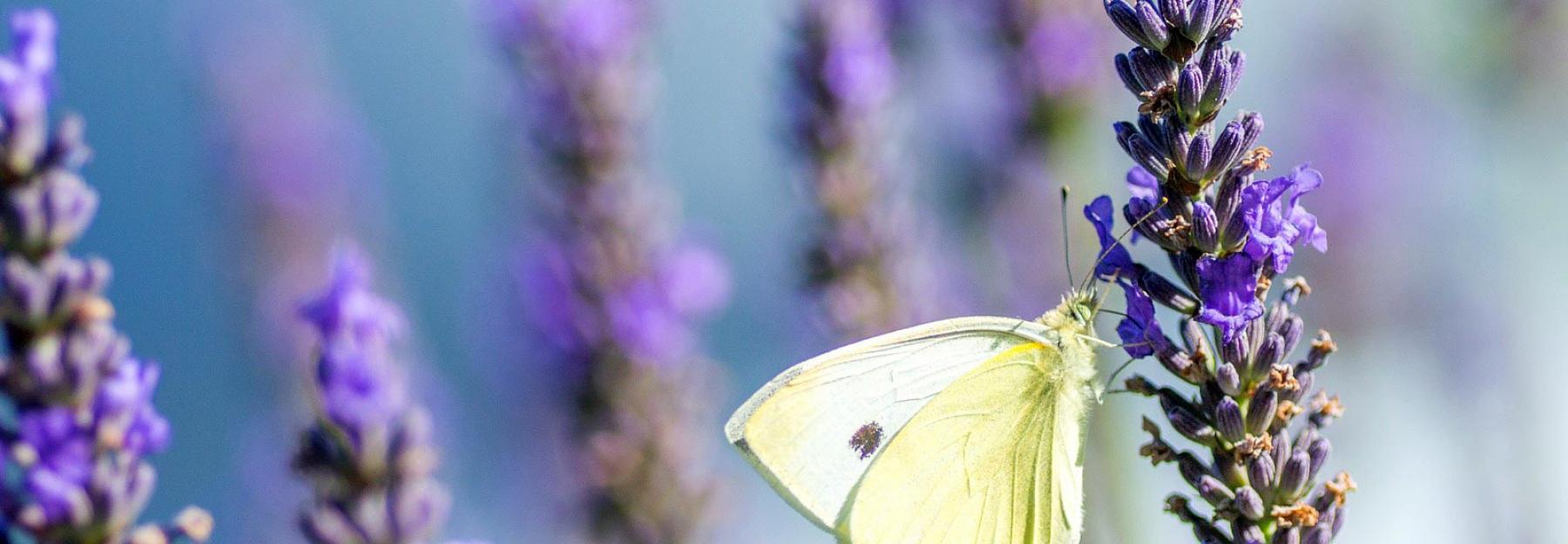 Kohlweißling auf Lavendel