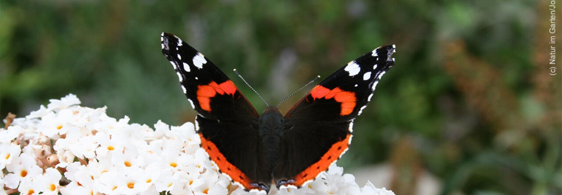 Admiral auf Blüte. 