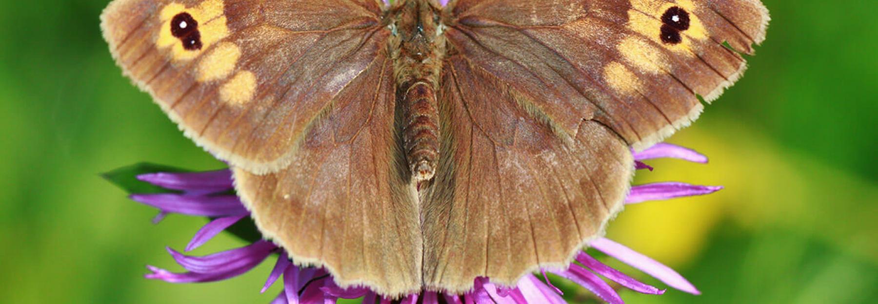 Schmetterlinge bestimmen: Großes Ochsenauge