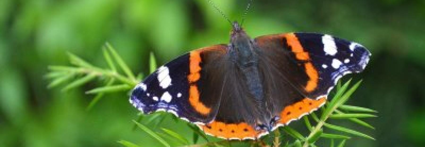 Schmetterlinge Bestimmen In Deinem Garten Bluhendes Osterreich