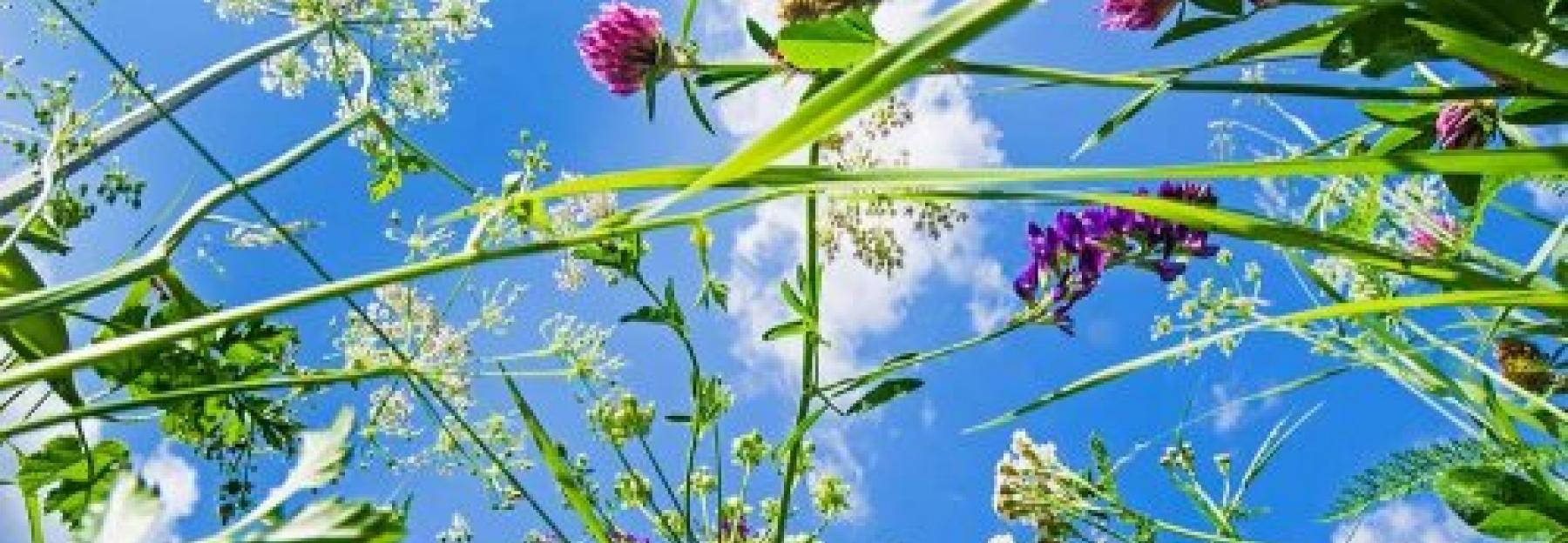 10 Wiesenblumen Die Du Kennen Solltest Bluhendes Osterreich