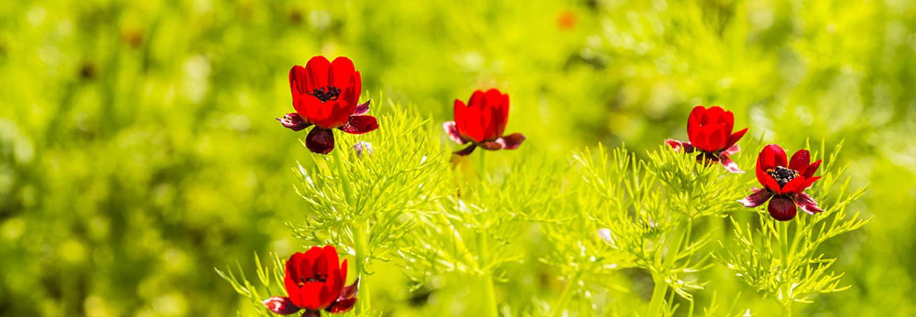 Herbstblumen Adonisroeschen