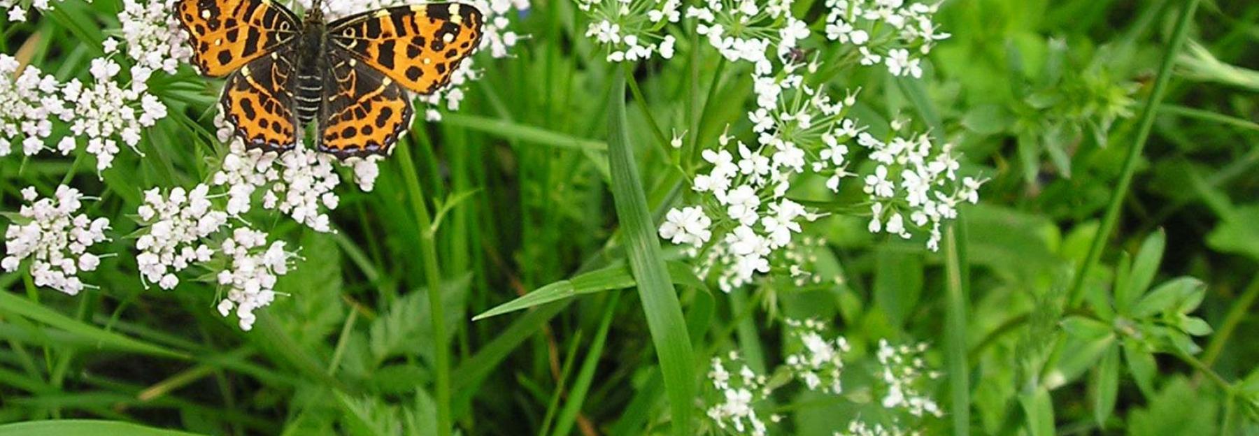 Schmetterlingsblumen in deinem Garten