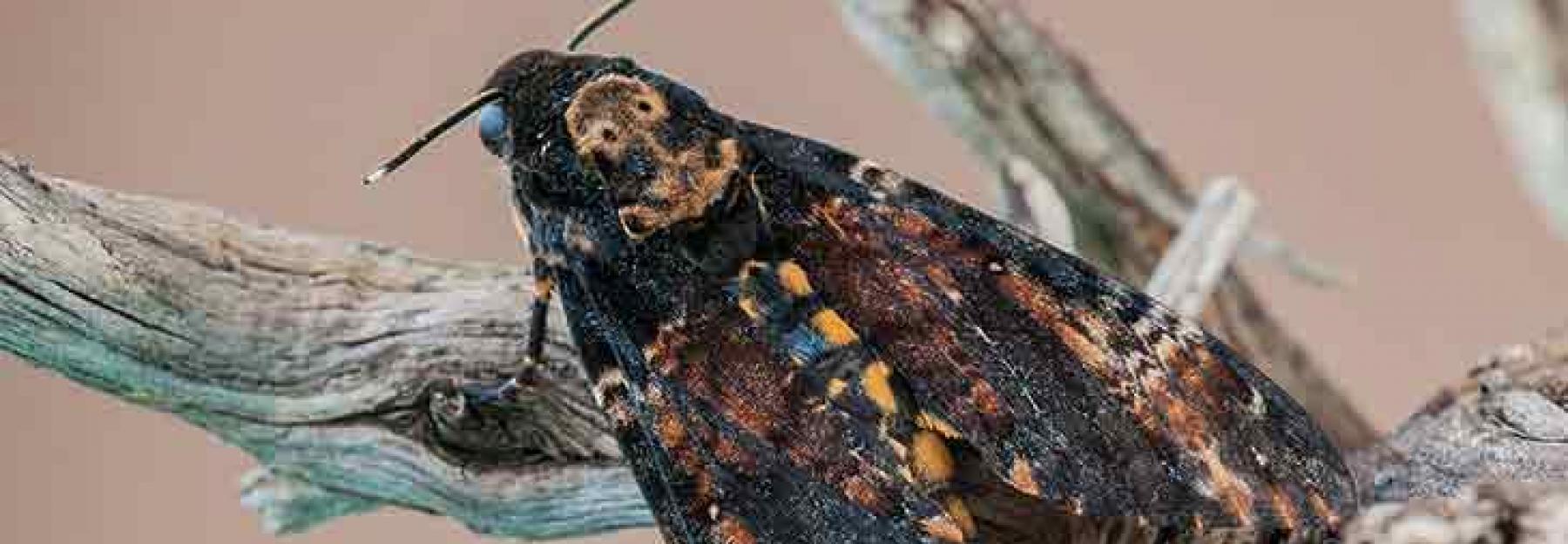 Totenkopfschwarmer Bluhendes Osterreich