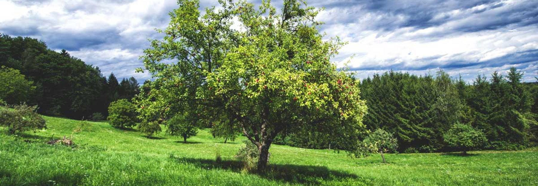 Naturschutzprogramm FLORA Streuobstwiese