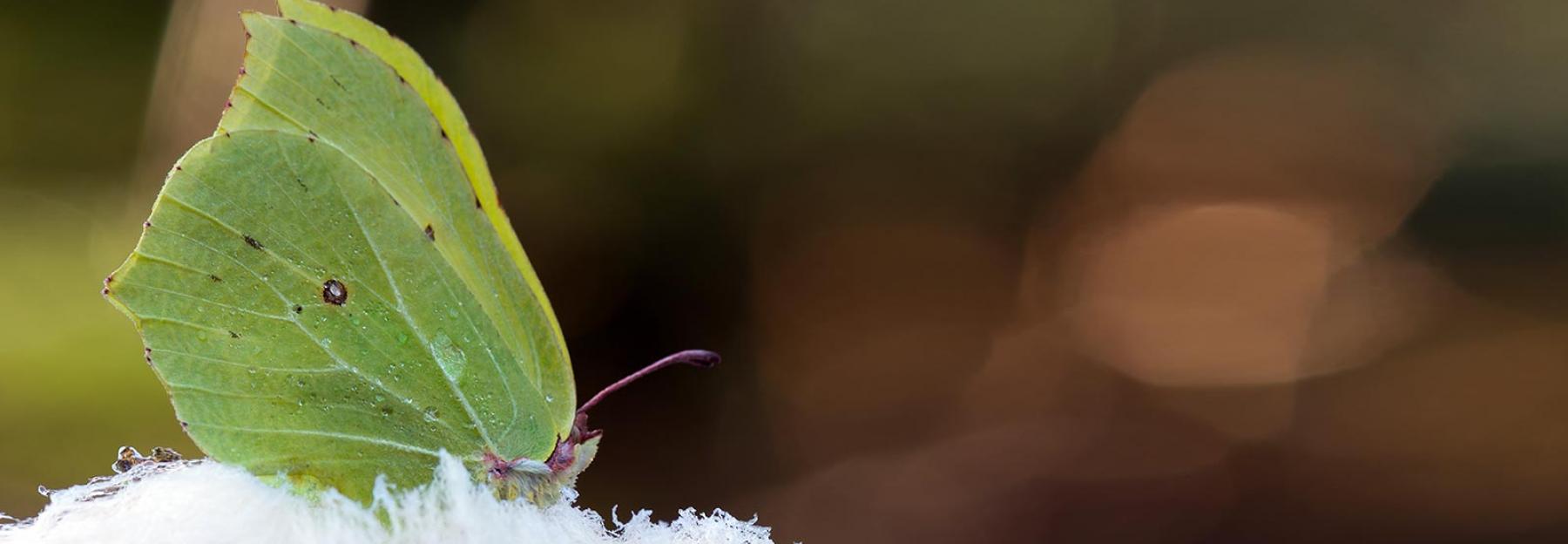 Schmetterlinge ueberwintern: Zitronenfalter