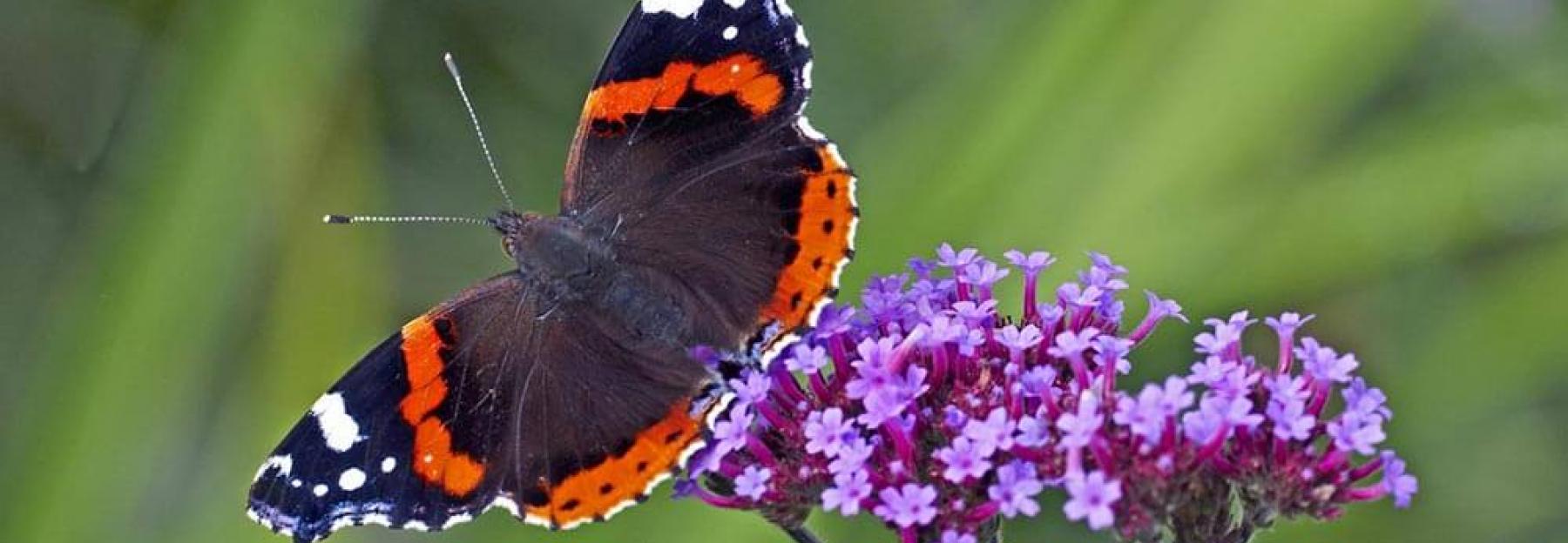 Schmetterling Admiral Falter