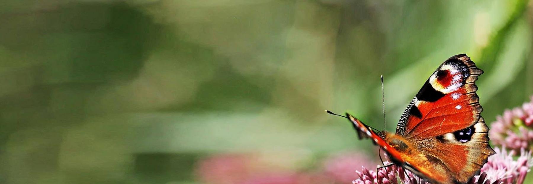 Insektensterben Tagpfauenauge