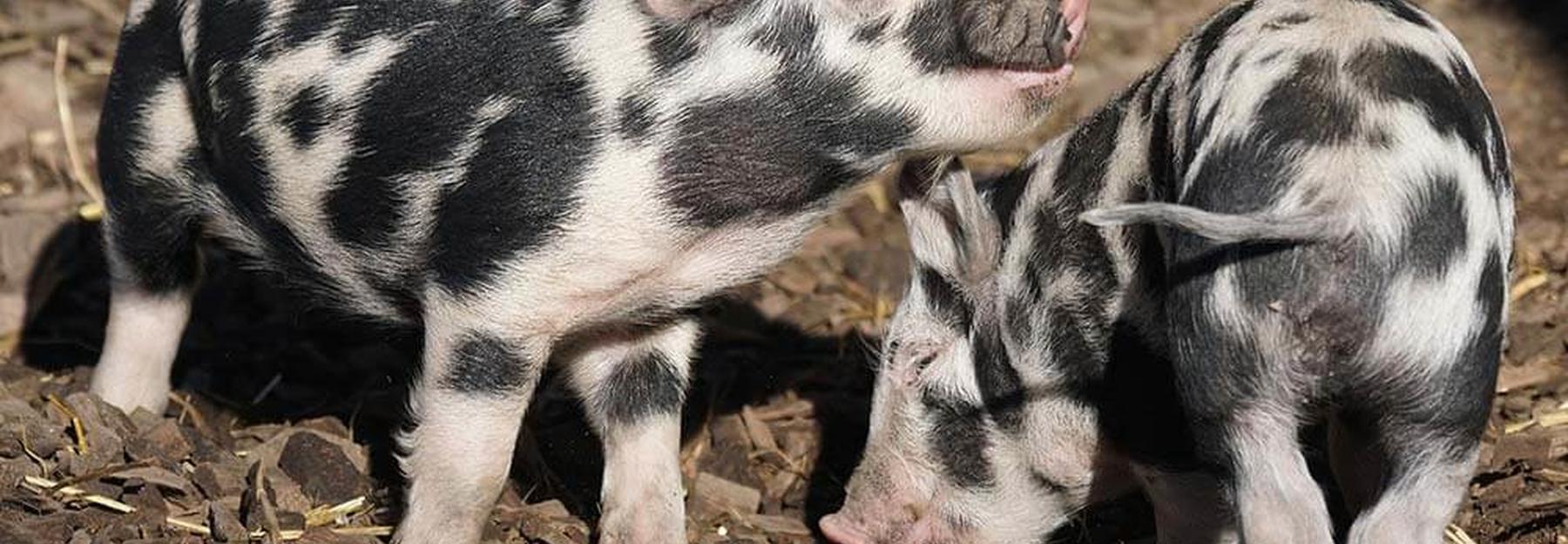 Ferkel, Turopoje Schweine