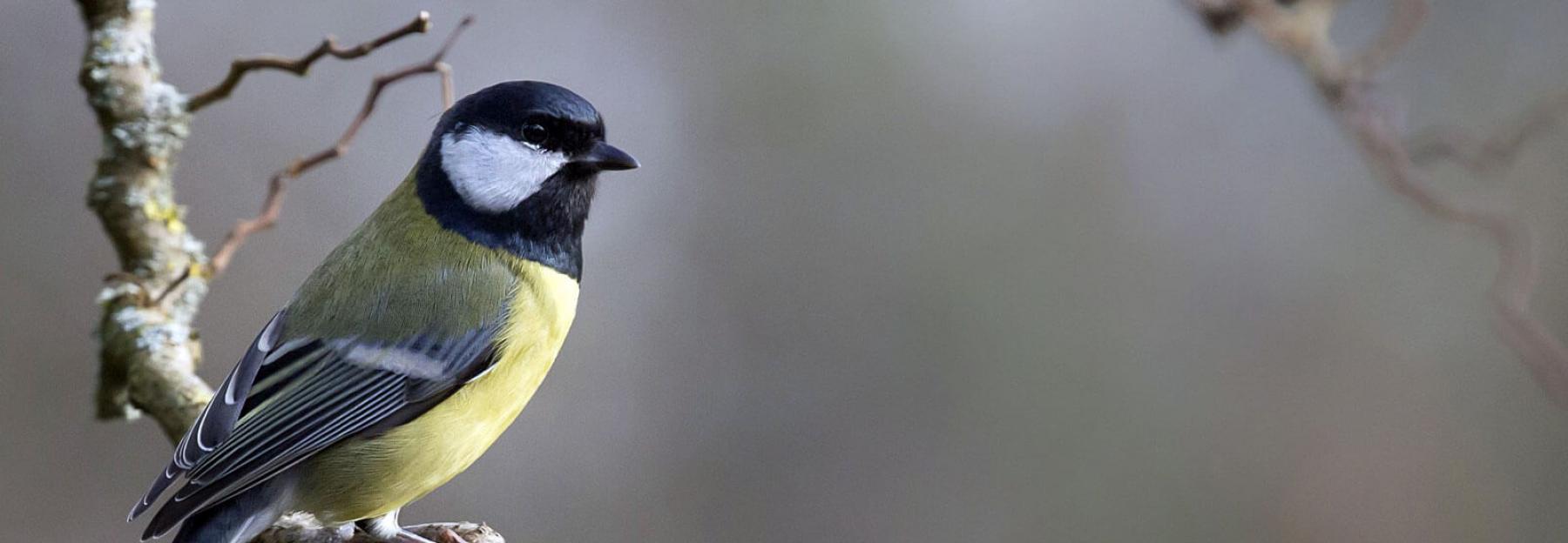 Heimische Wintervogel So Erkennst Du Sie Auf Einen Blick