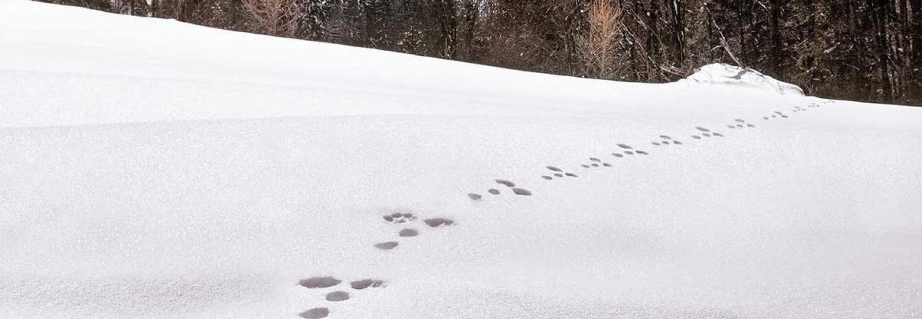 Tierspuren im Schnee