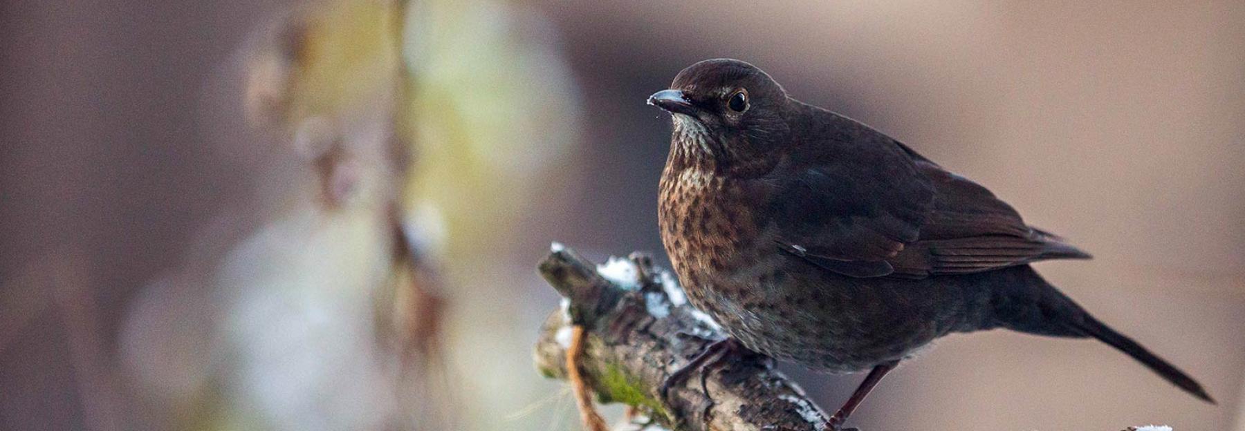 Wintervoegel Amsel