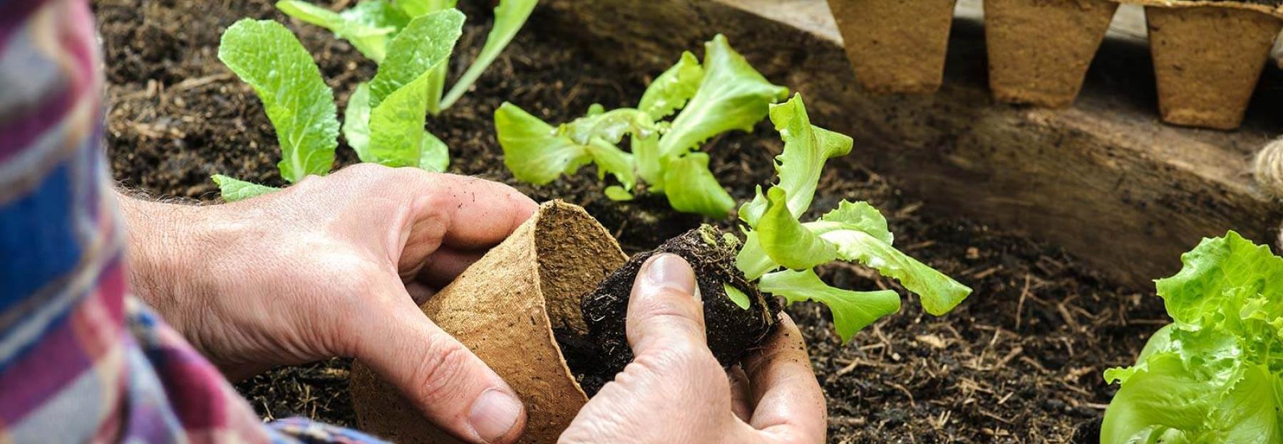 Gemüse vorziehen: In 11 Schritten zum knackigen Gemüse | Blühendes