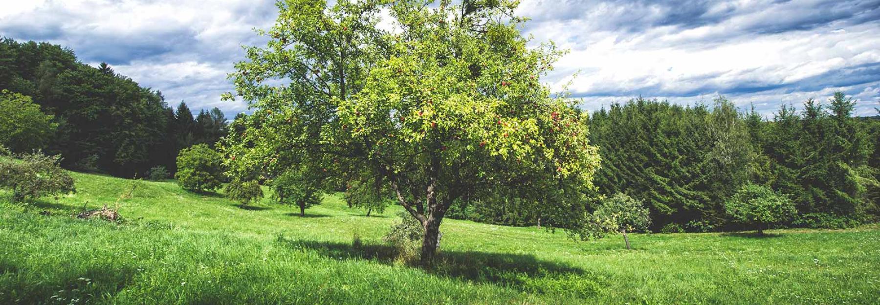 Streuobstwiese Hochstammbaum