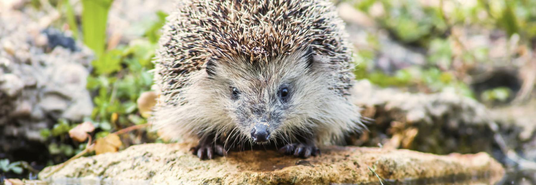 Igel beim Wasser