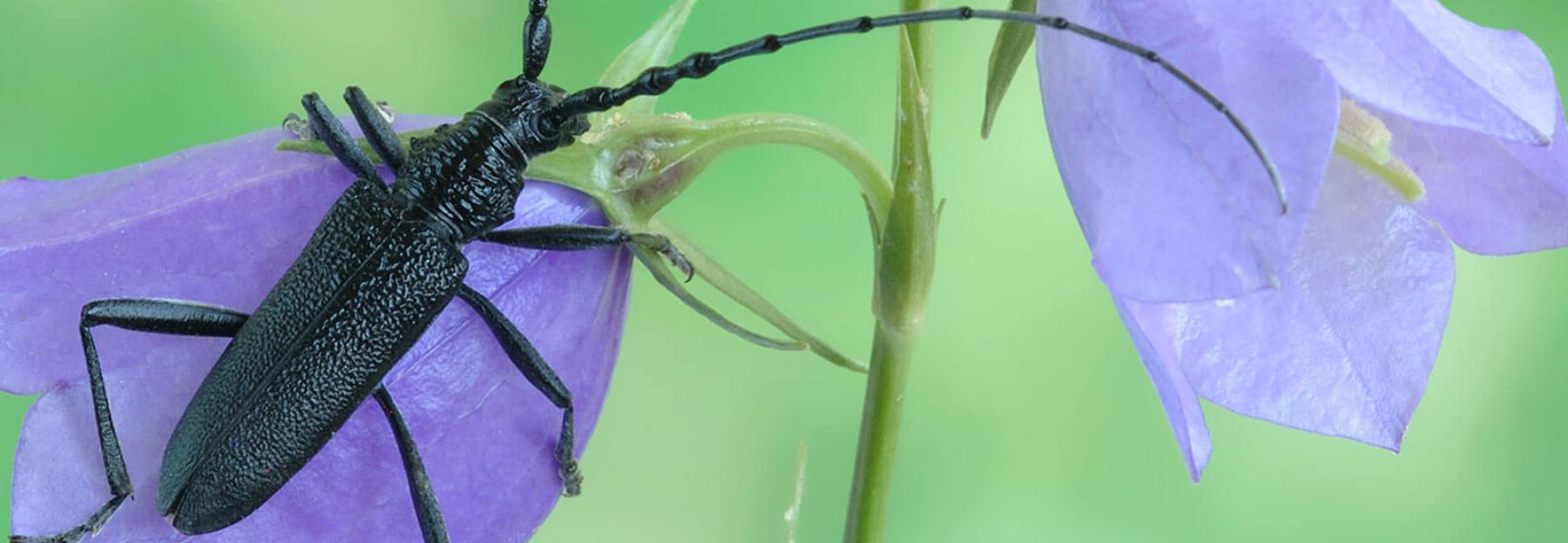 10 Heimische Kafer Die Du Kennen Solltest Bluhendes Osterreich