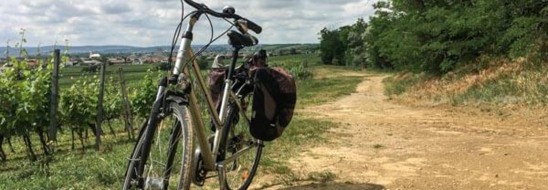 Fahrrad am Rand eines Weingartens