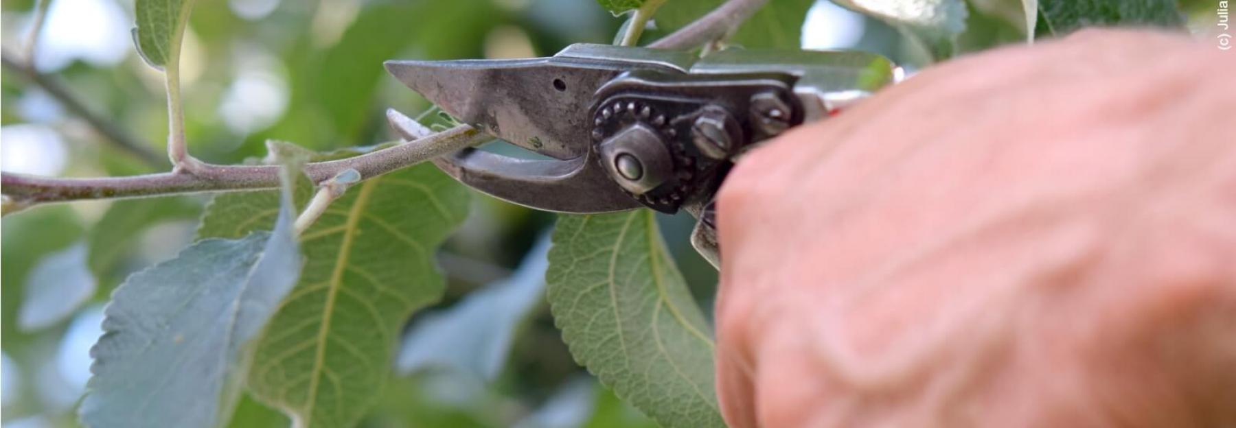 Obstbaumschnitt, Hand mit Baumschere