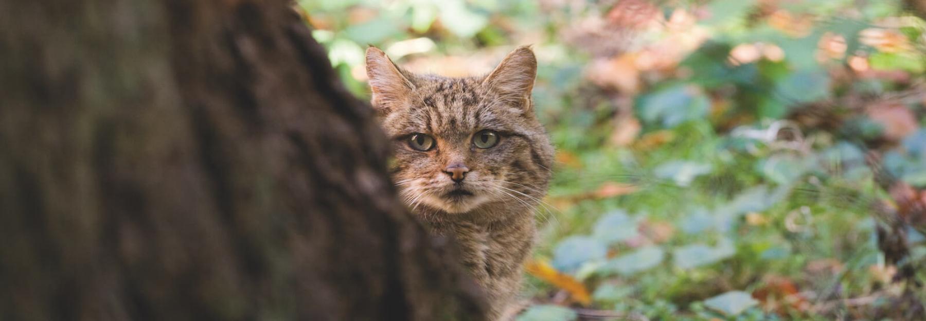 Wildkatze hinter Baum