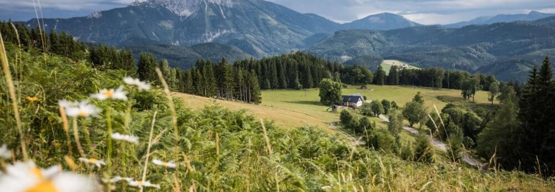 Aussicht von einer Bergwiese