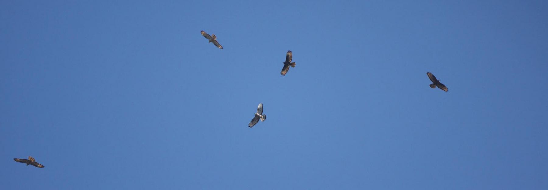 Auch Raubvögel sind möglicherweise vom Vogelsterben betroffen