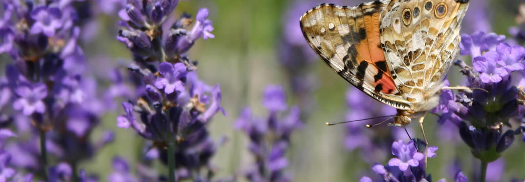 Distelfalter auf Lavendel