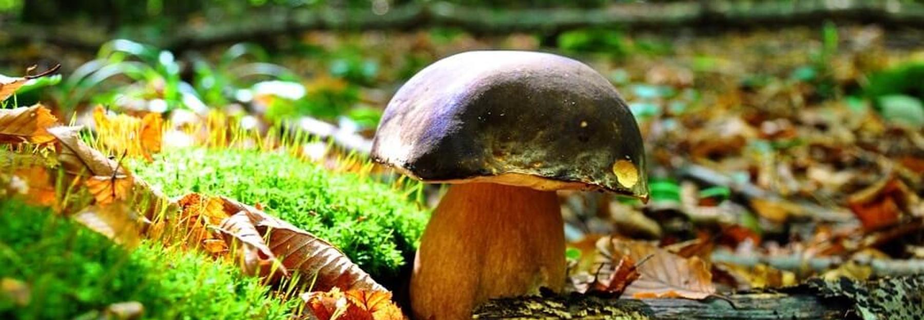 Wo wachsen Steinpilze? 5 Tipps fürs Schwammerlsuchen Blühendes Österreich