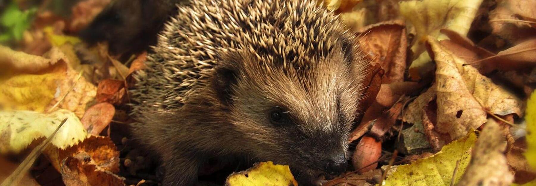 Wie Schminke Ich Mich Als Igel