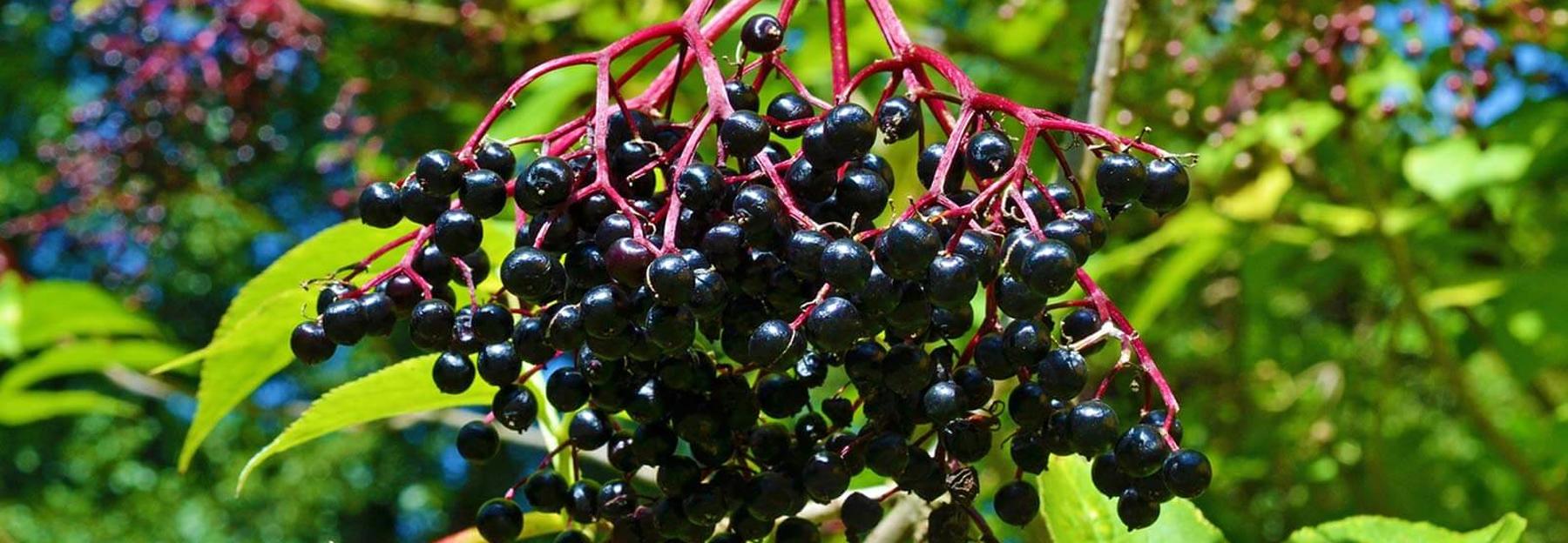 Vervielfalter 5 Der Schwarze Holunder Bluhendes Osterreich
