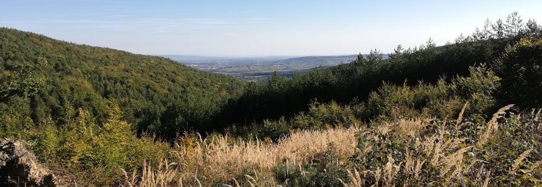 Wiese unterm blauen Himmel