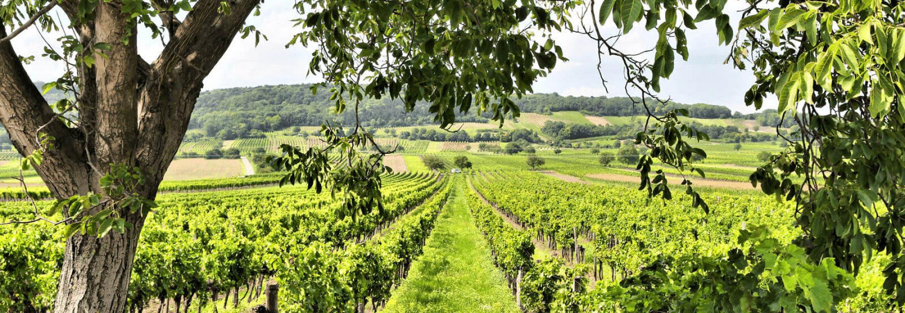 Weinbaulandschaft 