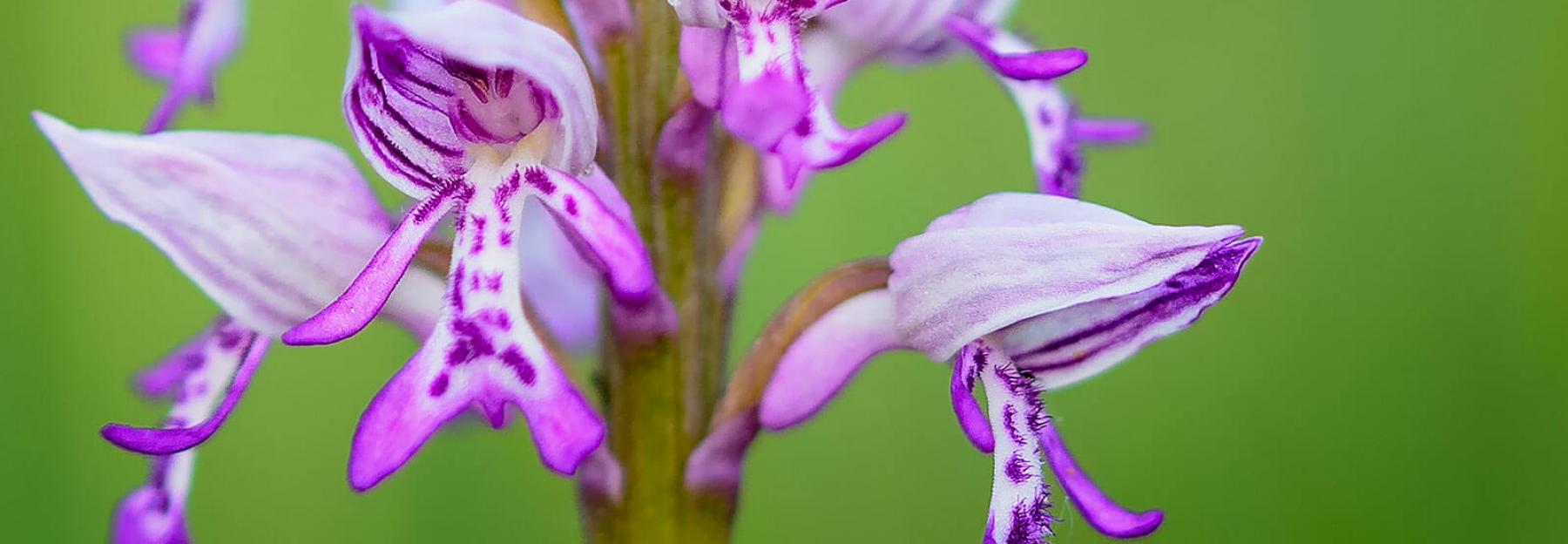 Helm-Knabenkraut, Detail des Blütenstandes, Einzelblüte