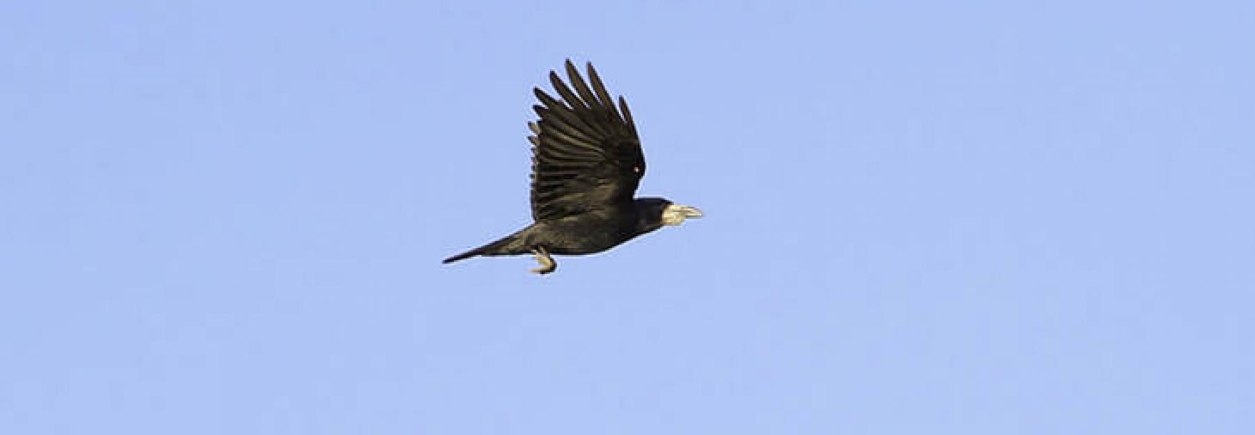 Saatkraehe im Flug