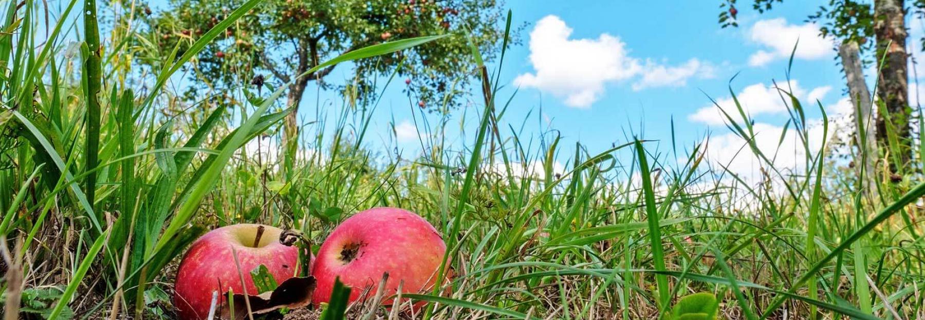 streuobstwiese