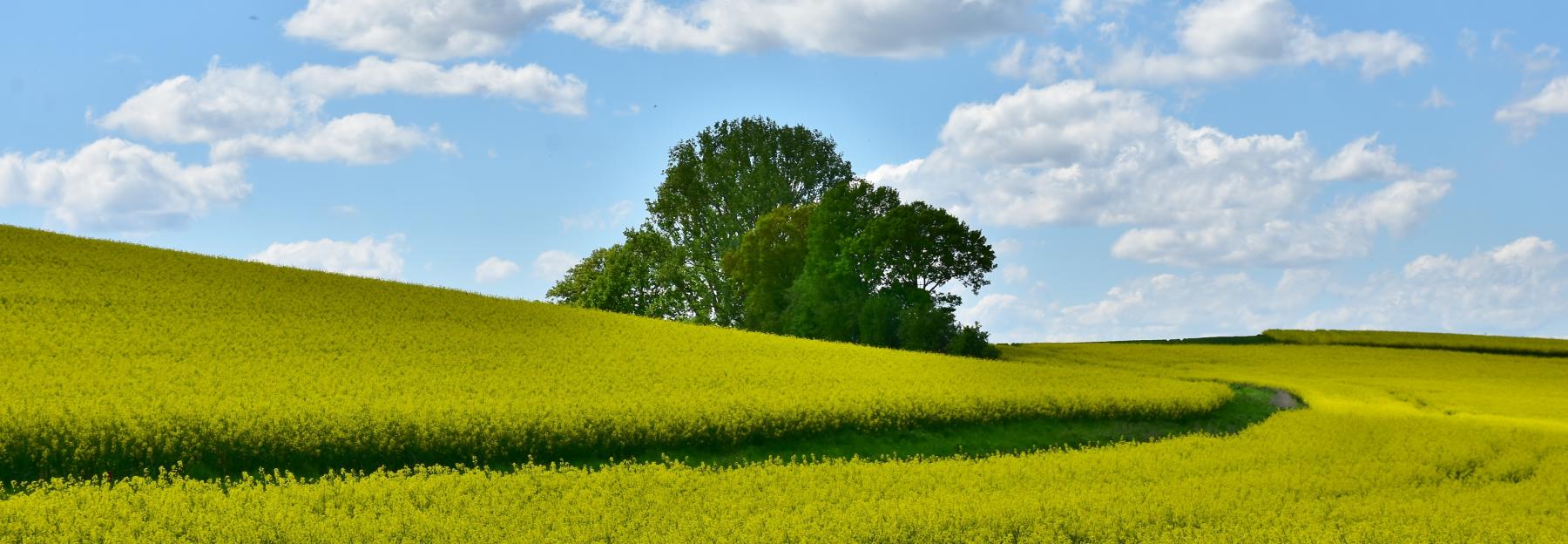 Acker, blühendes Rapsfeld