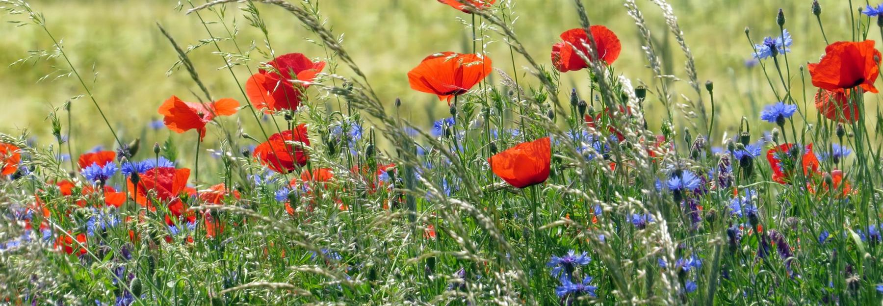 Ackerwildkräuter: Klatschmohn und Kornblume 